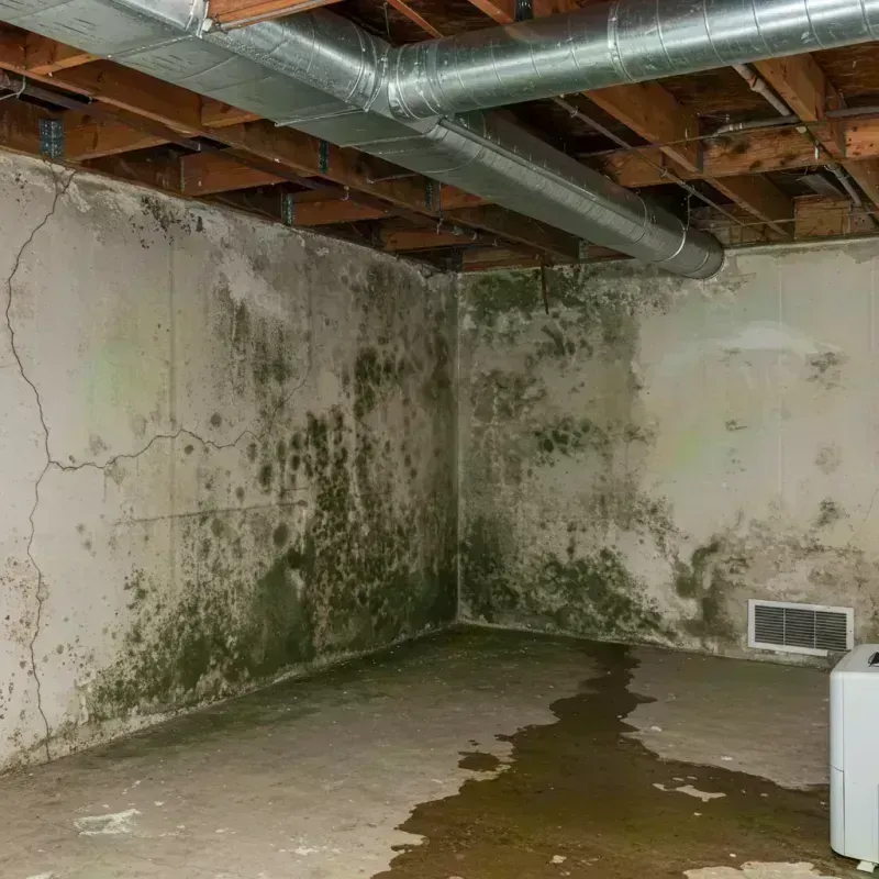 Professional Mold Removal in Quitman, GA